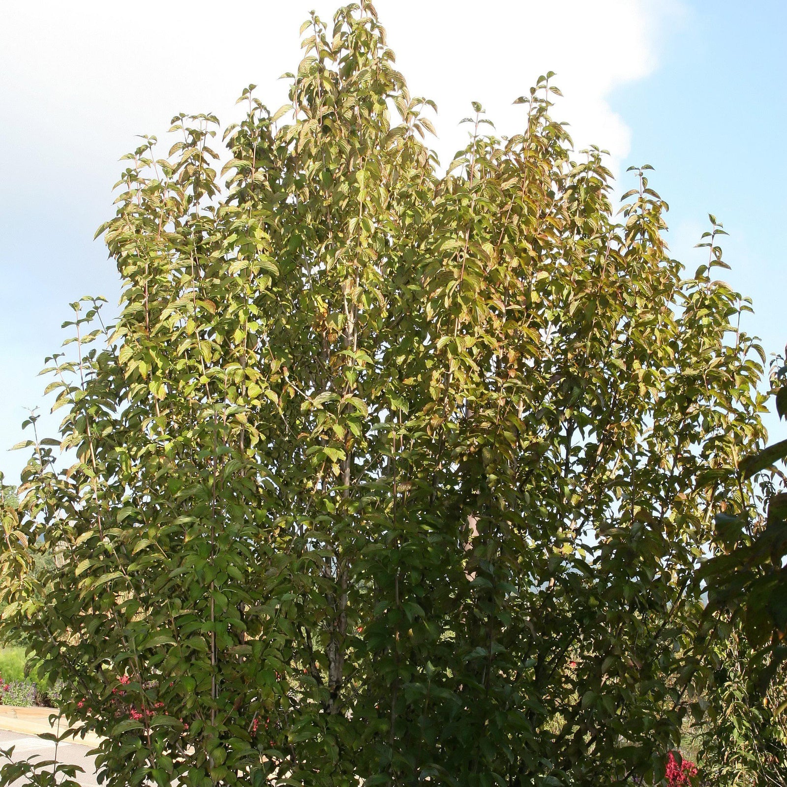 Cornus mas 'Golden Glory' ~ Golden Glory Cornelian Cherry Dogwood-ServeScape