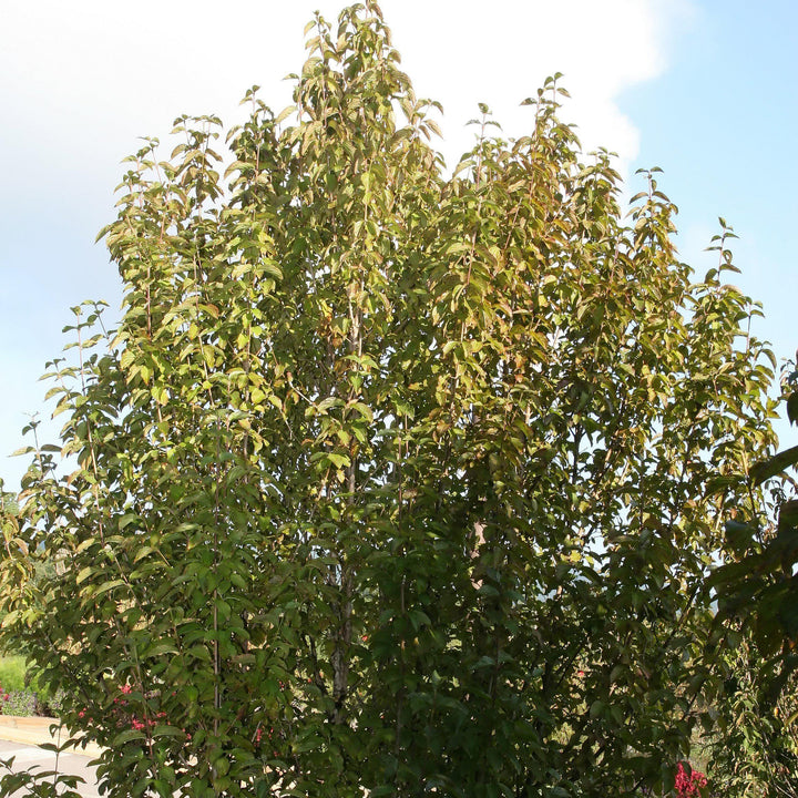Cornus mas 'Golden Glory' ~ Golden Glory Cornelian Cherry Dogwood-ServeScape
