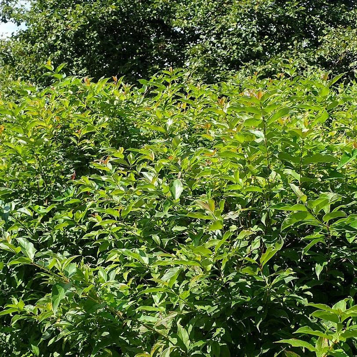 Cornus racemosa ~ Gray Dogwood-ServeScape