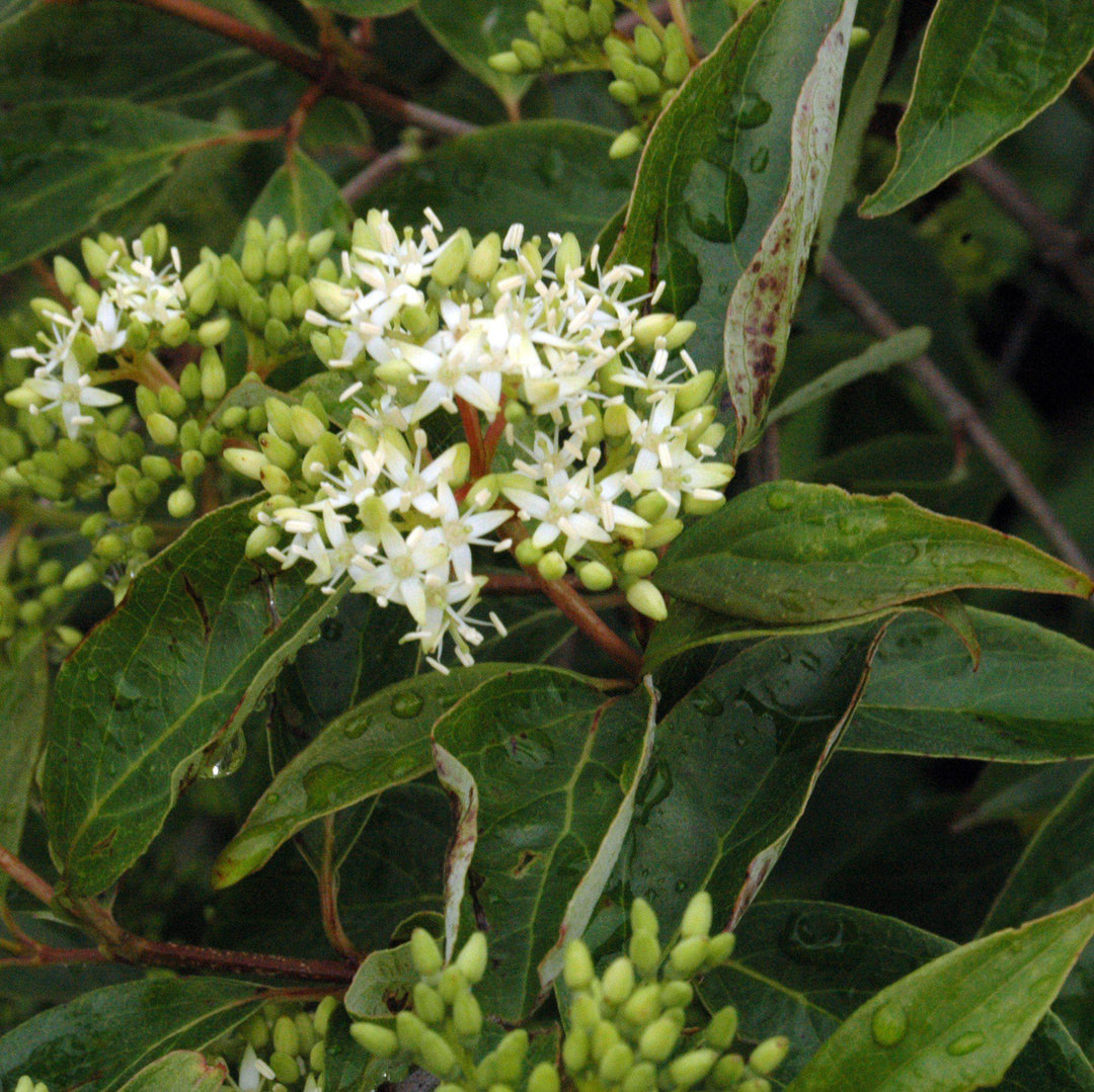 Cornus racemosa ~ Gray Dogwood-ServeScape