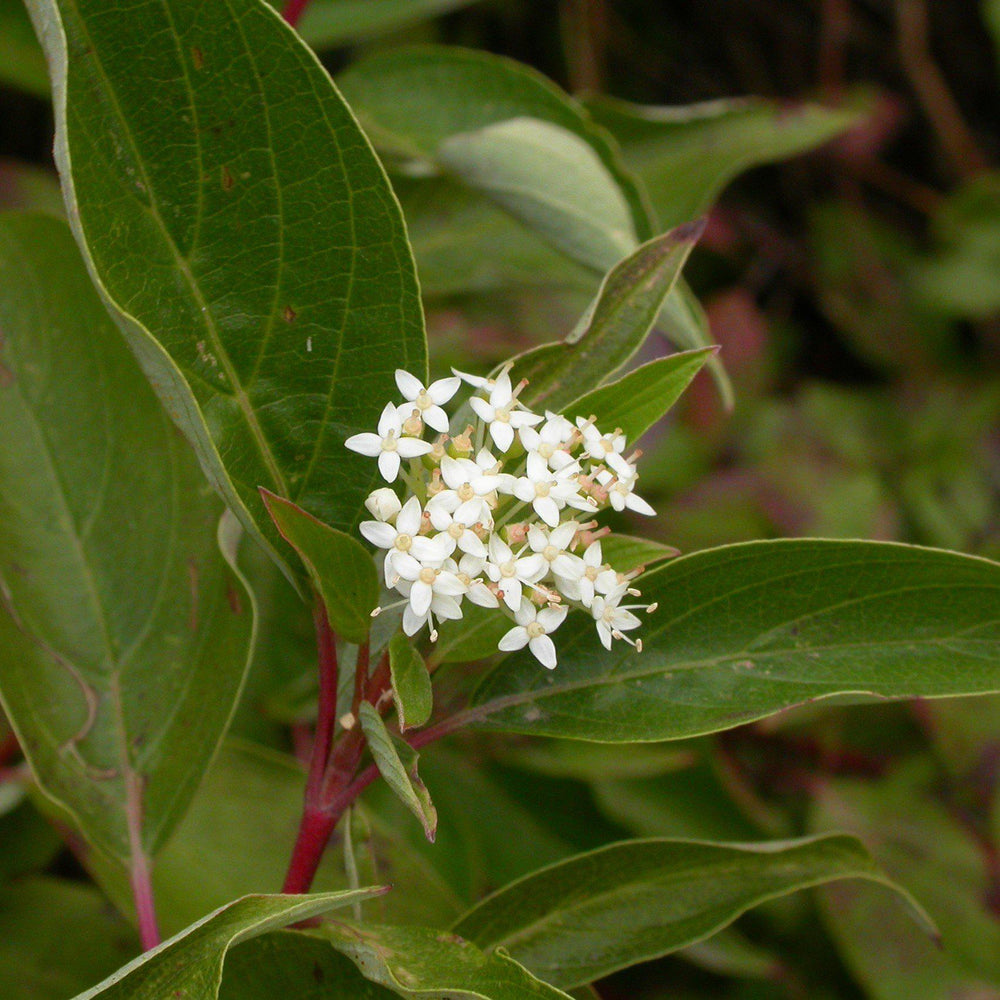 Cornus sericea 'Baileyi' ~ Baileyi Red Twig Dogwood - Delivered By ServeScape