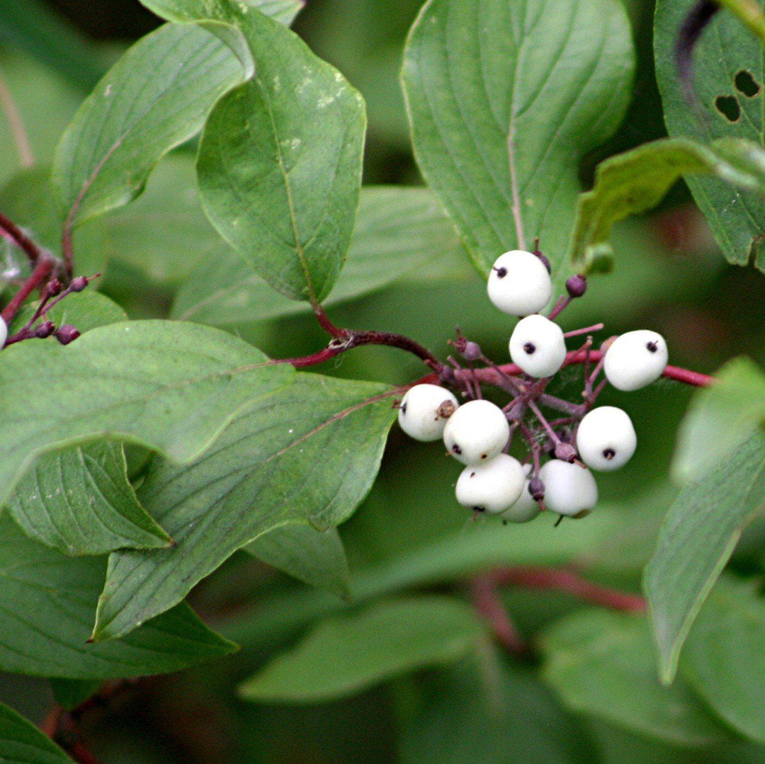 Cornus sericea ~ Red Twig Dogwood-ServeScape