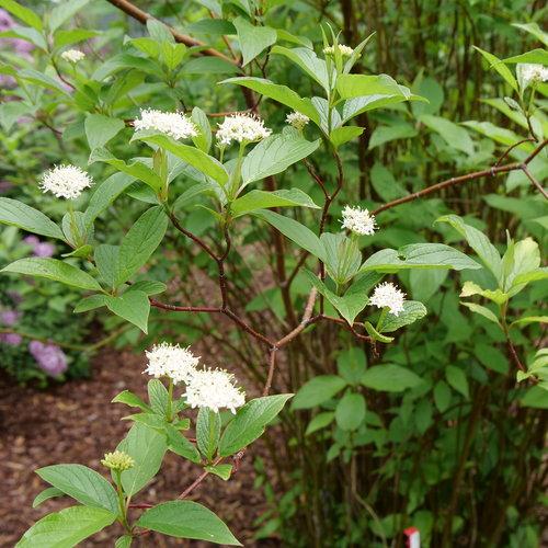Cornus stolonifera 'Farrow' ~ Artic Fire® Red Twig Dogwood-ServeScape