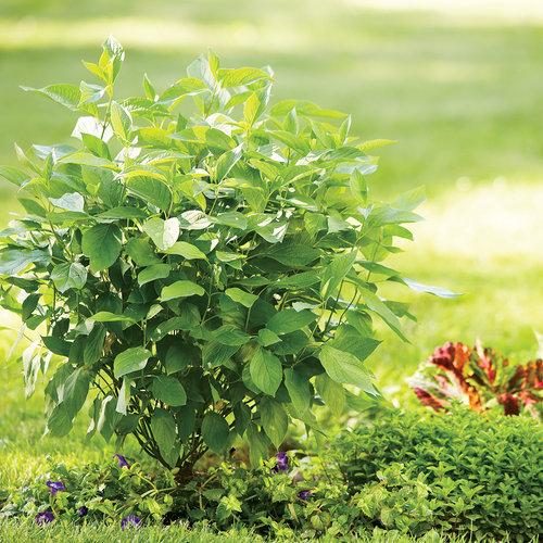 Cornus stolonifera 'Farrow' ~ Artic Fire® Red Twig Dogwood-ServeScape