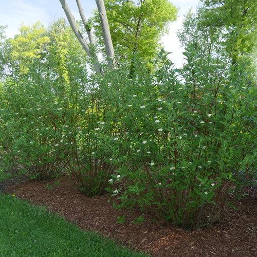 Cornus stolonifera 'Farrow' ~ Artic Fire® Red Twig Dogwood-ServeScape