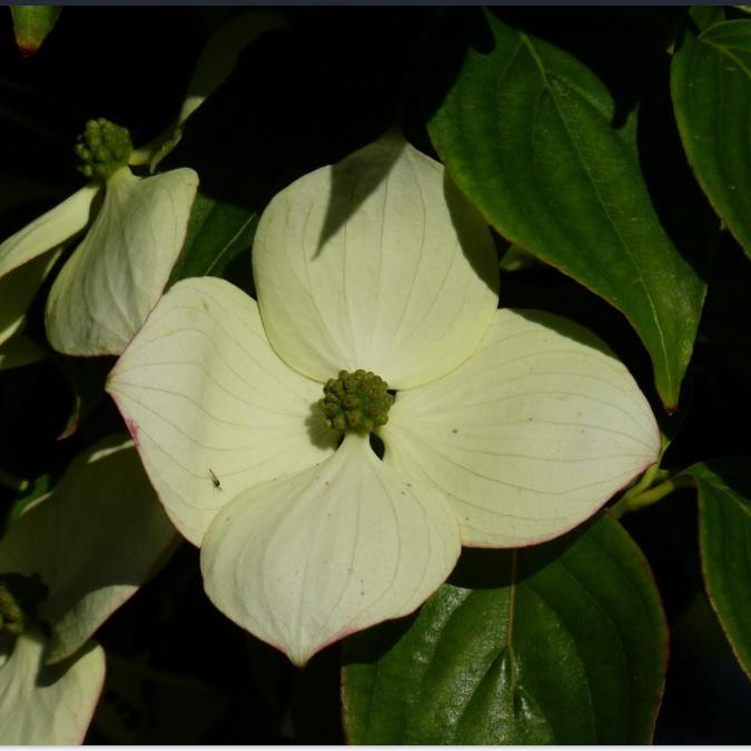 Cornus x 'Rutban' ~ Aurora® Dogwood-ServeScape