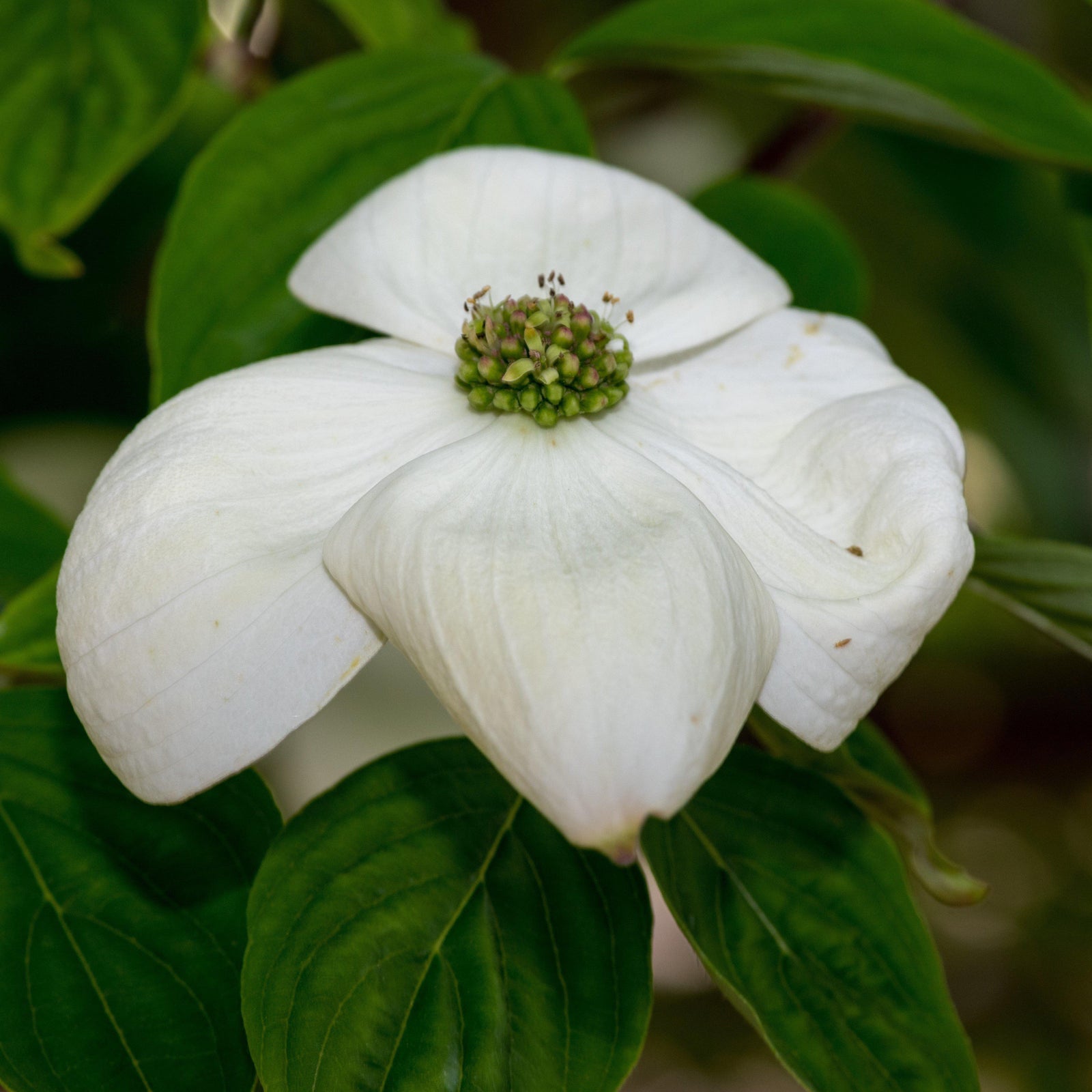 Cornus x 'Rutban' ~ Aurora® Dogwood-ServeScape