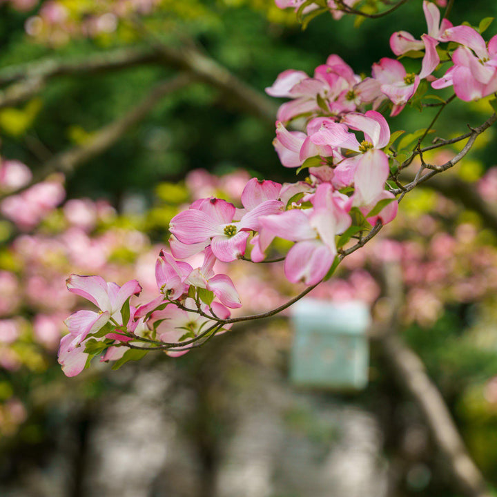 Cornus x 'Rutgan' ~ Stellar Pink Dogwood-ServeScape