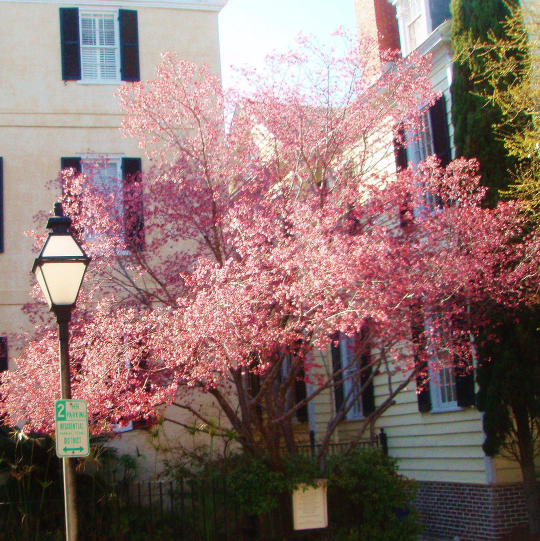 Cornus x 'Rutgan' ~ Stellar Pink Dogwood-ServeScape