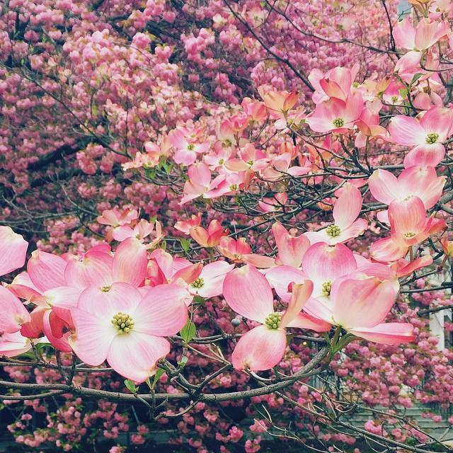 Cornus x 'Rutgan' ~ Stellar Pink Dogwood-ServeScape