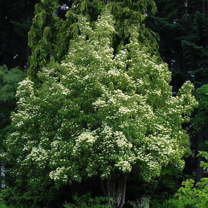 Cornus capitata ~ Evergreen Dogwood-ServeScape