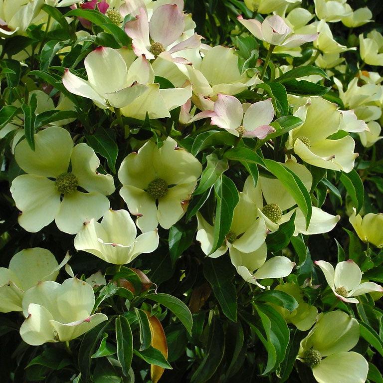 Cornus capitata ~ Evergreen Dogwood-ServeScape