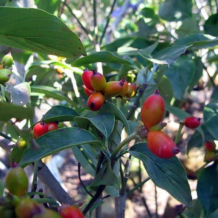 Cornus Florida 'Cloud Nine' ~ Cloud Nine Dogwood-ServeScape