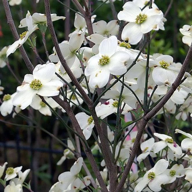 Cornus Florida 'Cloud Nine' ~ Cloud Nine Dogwood-ServeScape
