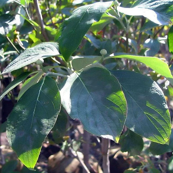 Cornus Florida 'Cloud Nine' ~ Cloud Nine Dogwood-ServeScape