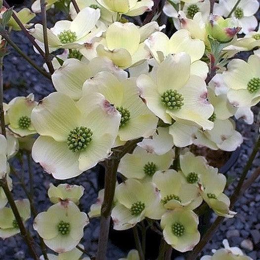 Cornus Florida 'Cloud Nine' ~ Cloud Nine Dogwood-ServeScape