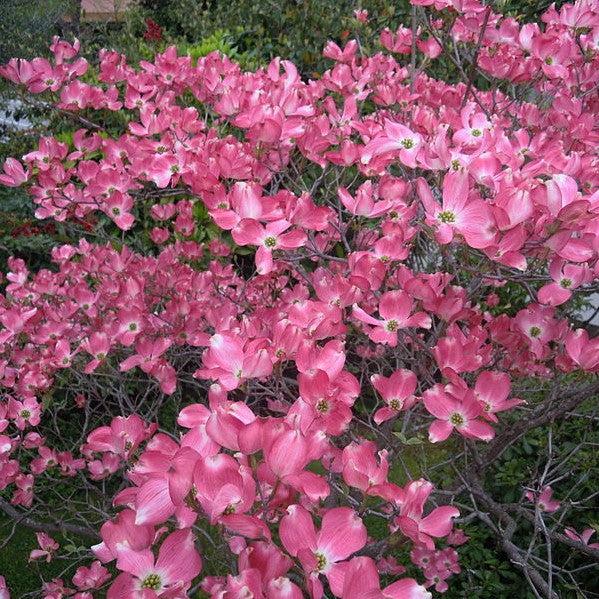 Cornus florida 'Rubra' ~ Pink Flowering Dogwood-ServeScape