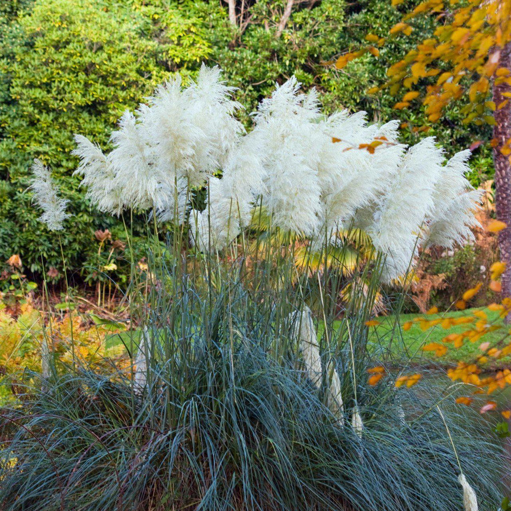 Cortaderia selloana 'Blue Bayou' ~ Blue Bayou Dwarf Pampass Grass-ServeScape