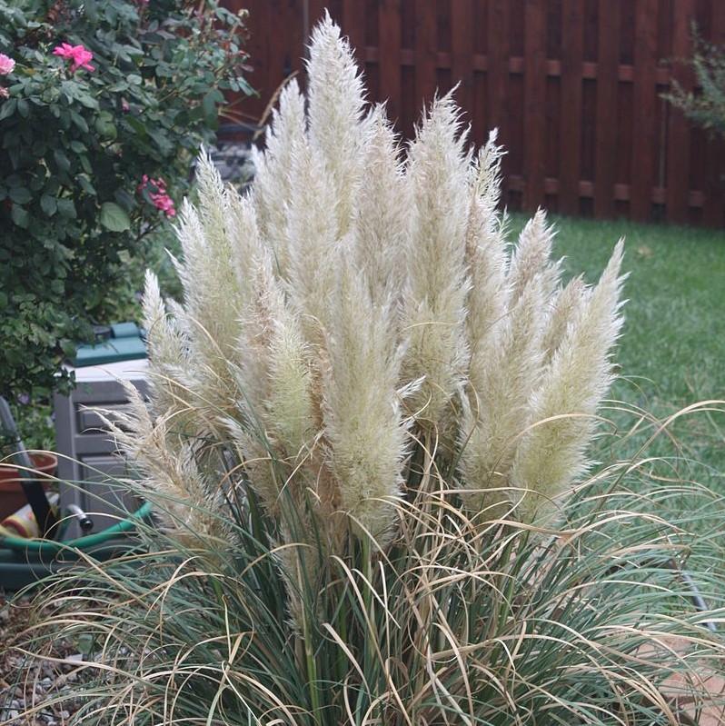 Cortaderia selloana 'Blue Bayou' ~ Blue Bayou Dwarf Pampass Grass-ServeScape