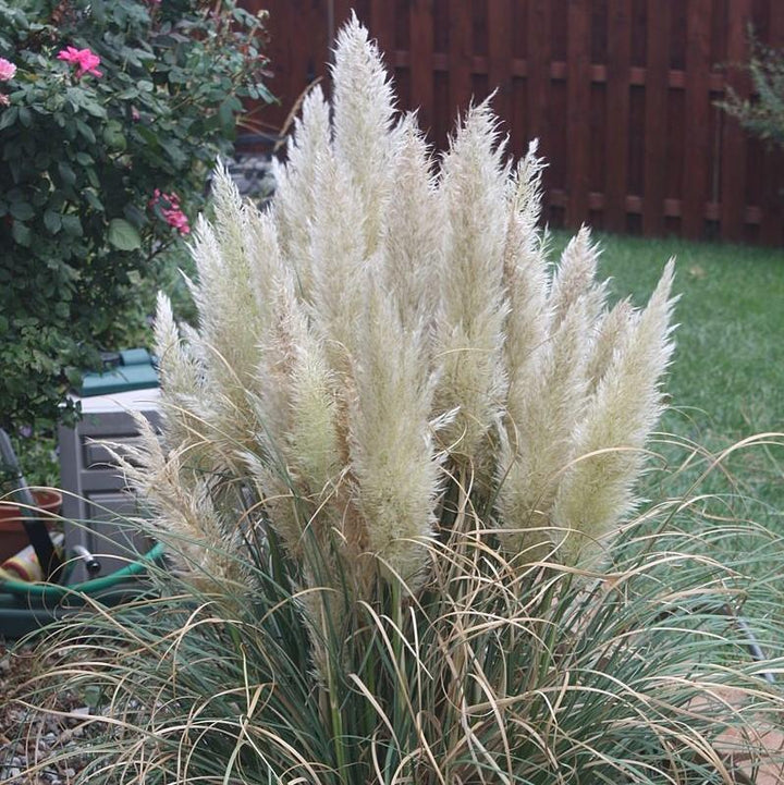 Cortaderia selloana 'Blue Bayou' ~ Blue Bayou Dwarf Pampass Grass-ServeScape