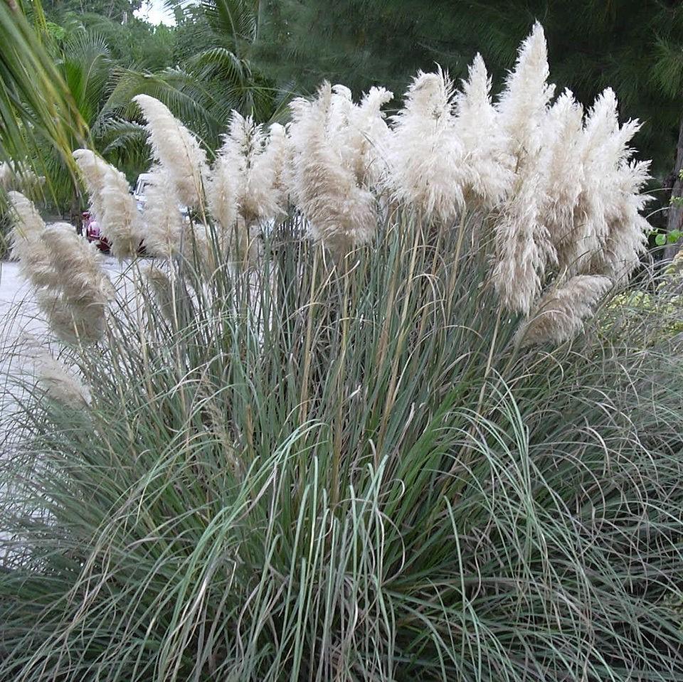 Cortaderia selloana 'Blue Bayou' ~ Blue Bayou Dwarf Pampass Grass-ServeScape