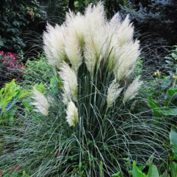 canhot seeds -100pcs blue pampas grass cortaderia selloana flower Blue Bayou Dwarf Pampass Grass
