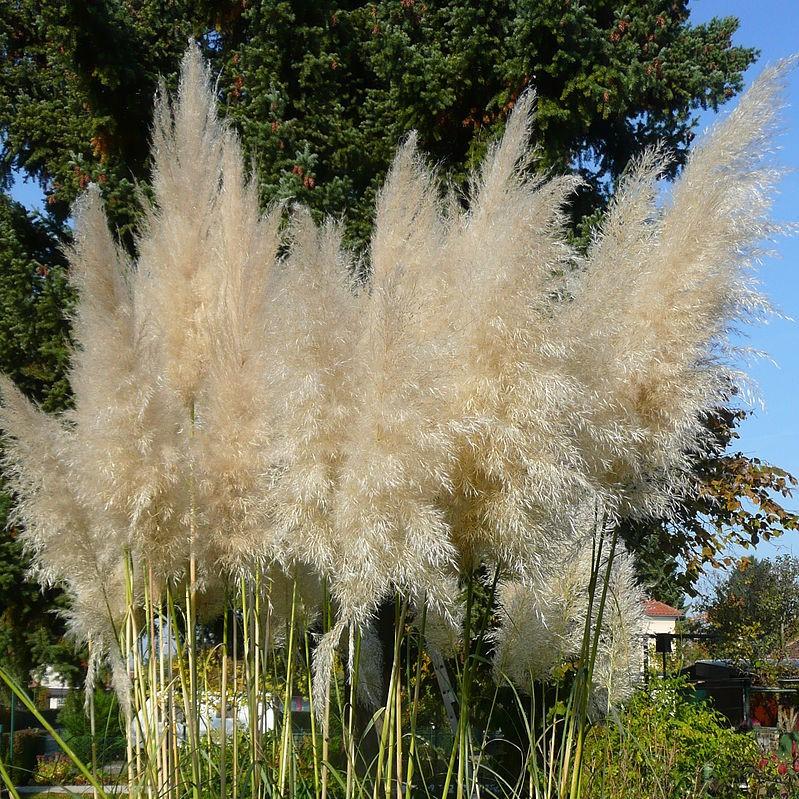 Cortaderia selloana ~ Pampas Grass-ServeScape