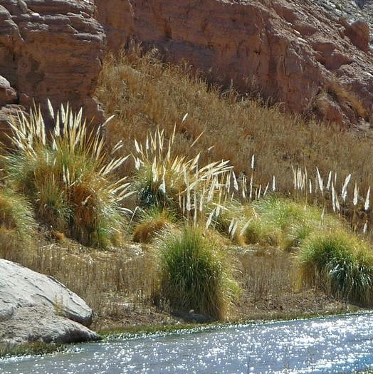 Cortaderia selloana ~ Pampas Grass-ServeScape