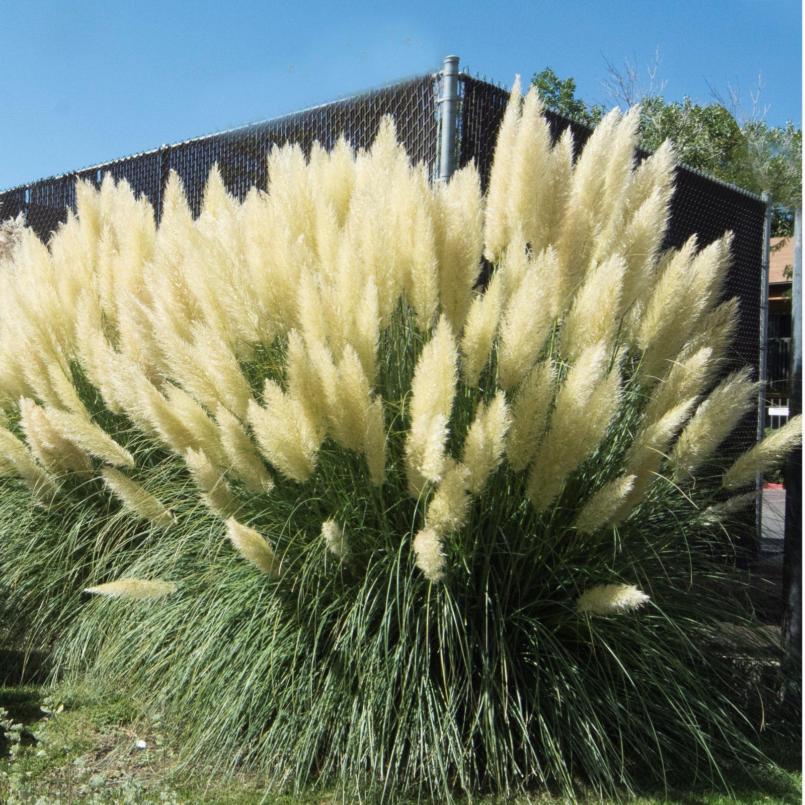 Cortaderia selloana ~ Pampas Grass - Delivered By ServeScape