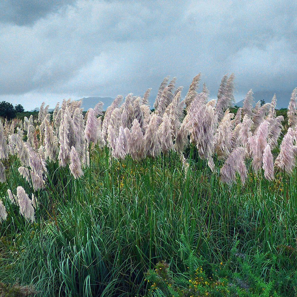 Cortaderia selloana 'Rosea' ~ Rosea Pampas Grass-ServeScape