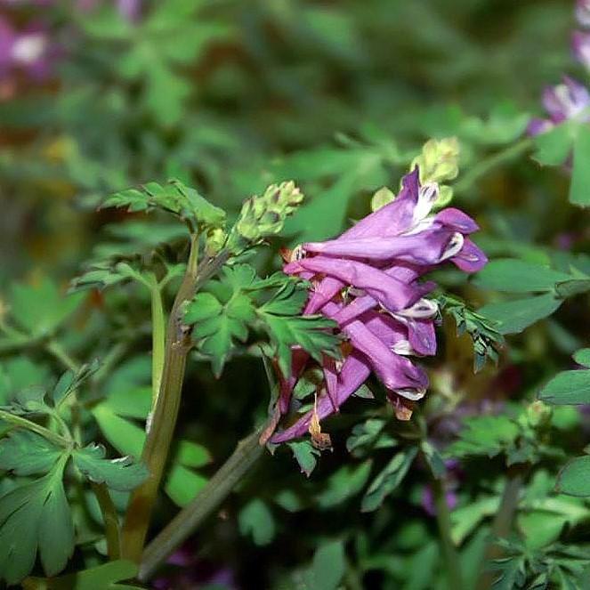 Corydalis x 'Blackberry Wine' ~ Blackberry Wine Corydalis-ServeScape