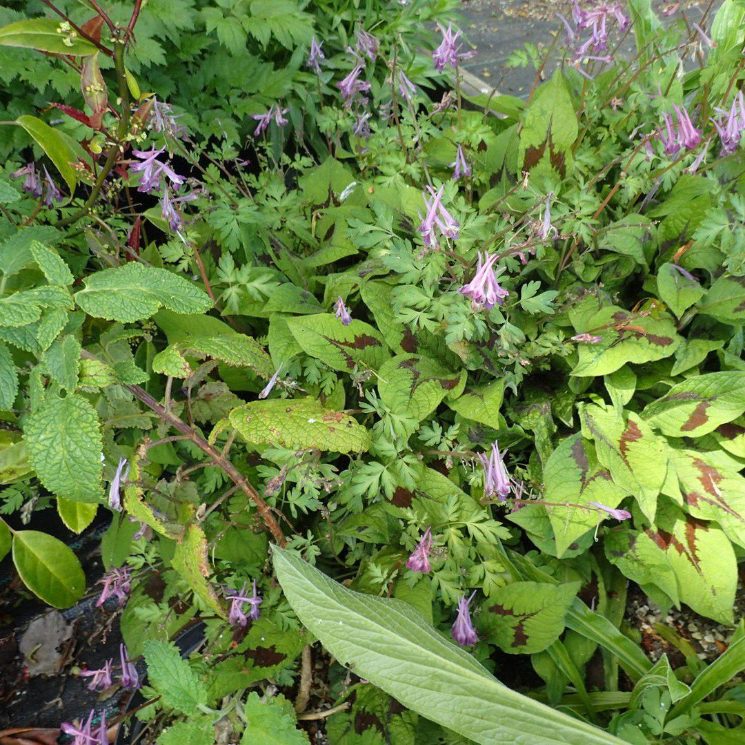 Corydalis x 'Blackberry Wine' ~ Blackberry Wine Corydalis-ServeScape