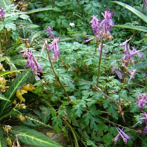Corydalis x 'Blackberry Wine' ~ Blackberry Wine Corydalis - Delivered By ServeScape