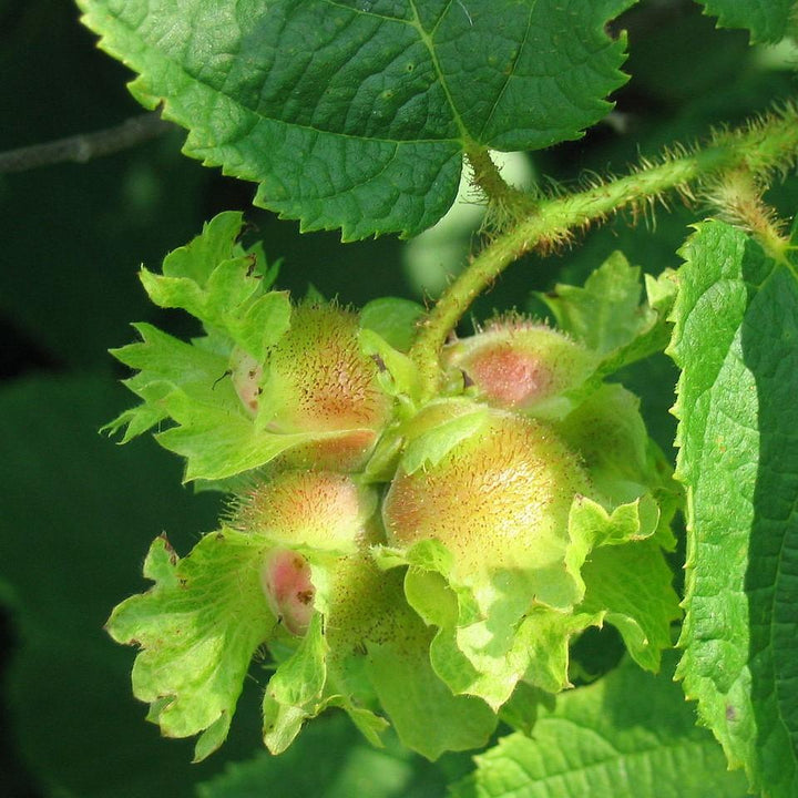 Corylus americana ~ Hazelnut, American Filbert-ServeScape