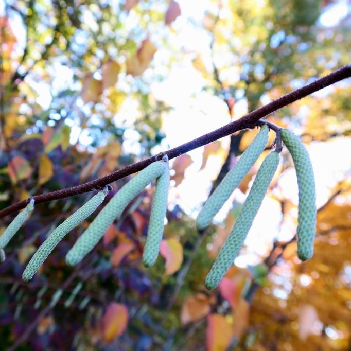 Corylus americana ~ Hazelnut, American Filbert-ServeScape
