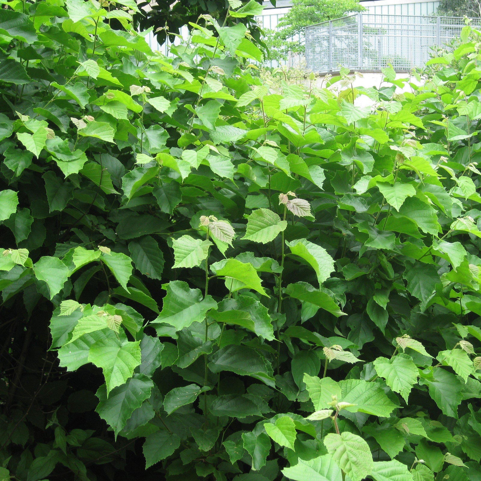 Corylus americana ~ Hazelnut, American Filbert-ServeScape