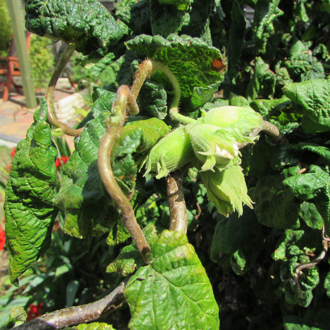 Corylus avellana 'Contorta' ~ Contorted Filbert, Corkscrew Hazel-ServeScape