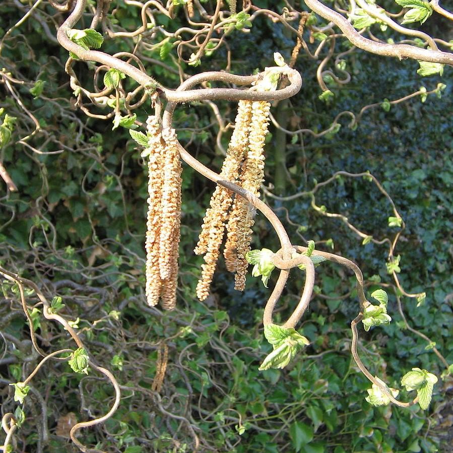 Corylus avellana 'Contorta' ~ Contorted Filbert, Corkscrew Hazel-ServeScape