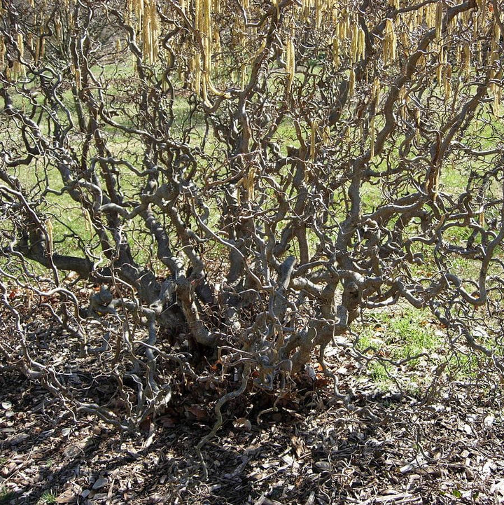 Corylus avellana 'Contorta' ~ Contorted Filbert, Corkscrew Hazel-ServeScape