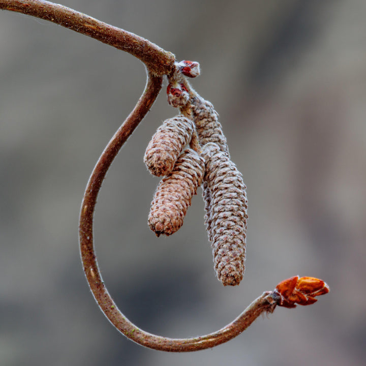 Corylus avellana 'Contorta' ~ Contorted Filbert, Corkscrew Hazel-ServeScape