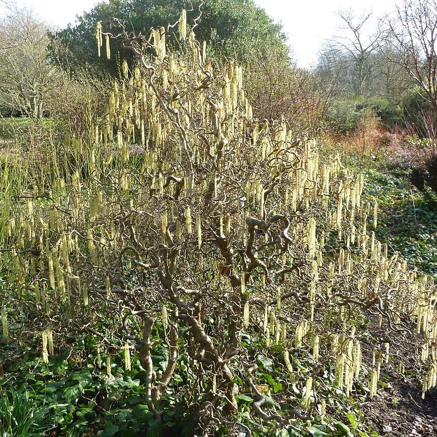 Corylus avellana 'Contorta' ~ Contorted Filbert, Corkscrew Hazel-ServeScape