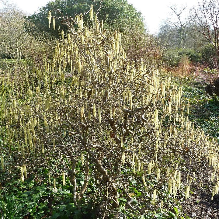 Corylus avellana 'Contorta' ~ Contorted Filbert, Corkscrew Hazel-ServeScape