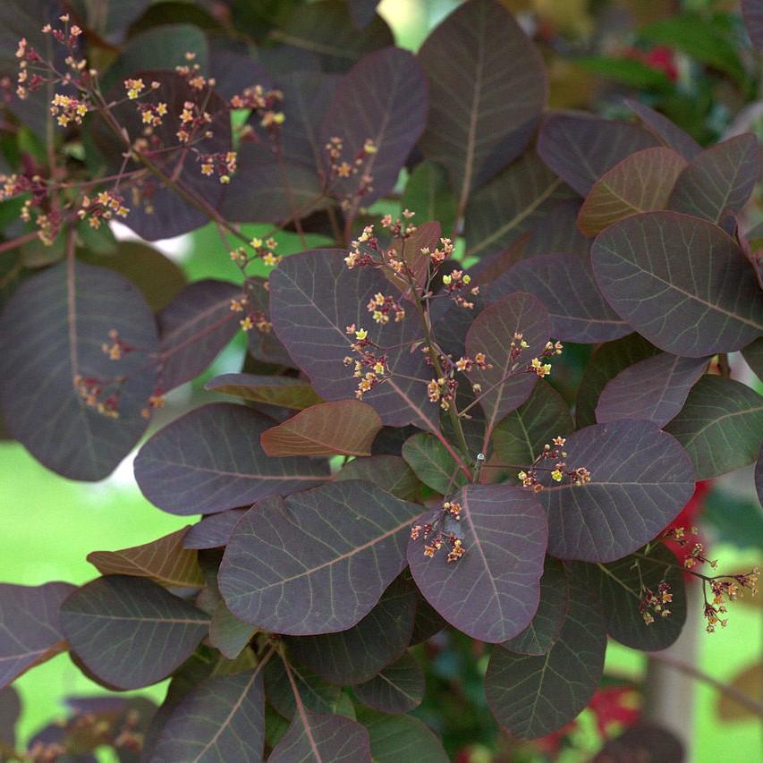 Cotinus coggygria 'Grace' ~ Grace Smoketree-ServeScape