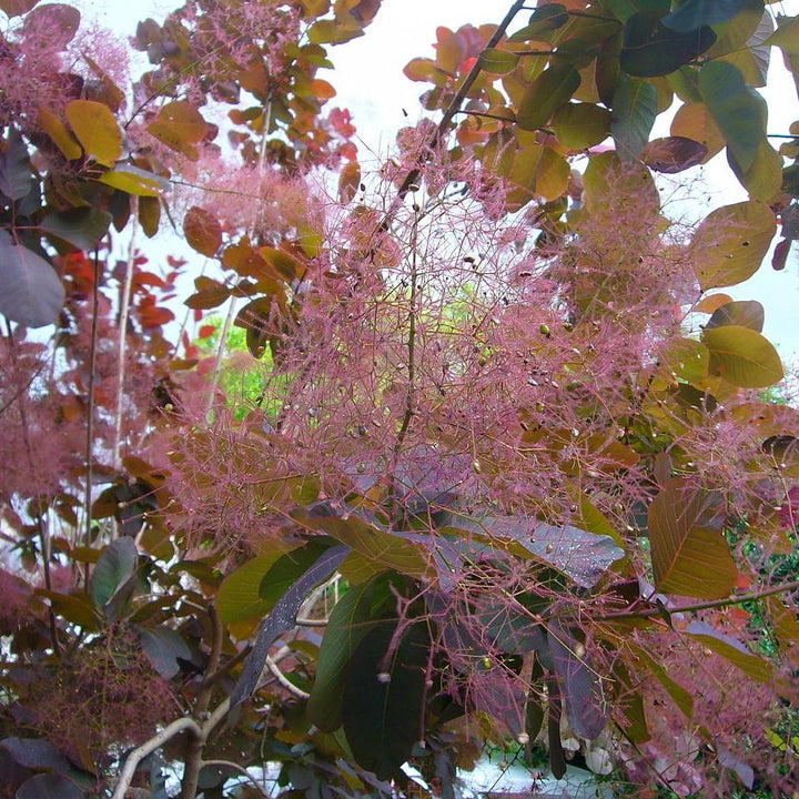 Cotinus coggygria 'Grace' ~ Grace Smoketree-ServeScape