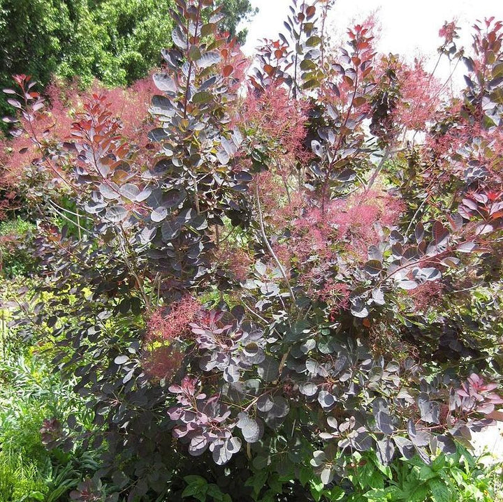 Cotinus coggygria 'Grace' ~ Grace Smoketree-ServeScape