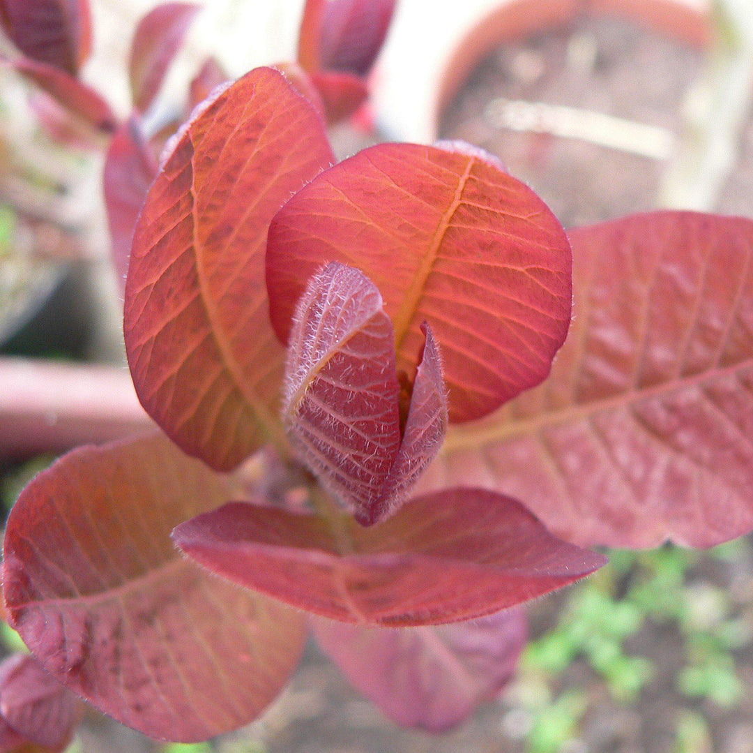 Cotinus coggygria 'Grace' ~ Grace Smoketree-ServeScape