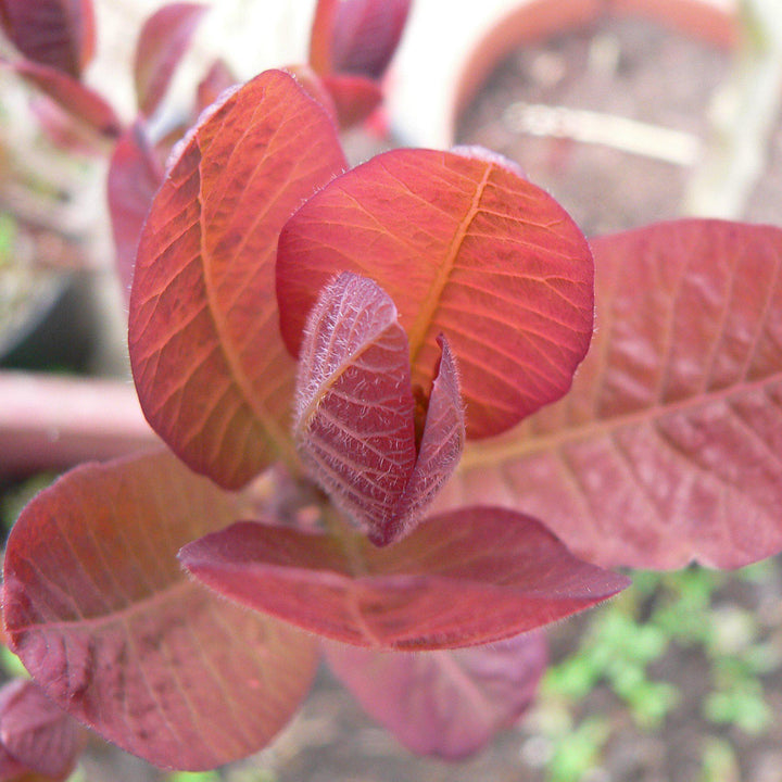 Cotinus coggygria 'Grace' ~ Grace Smoketree-ServeScape