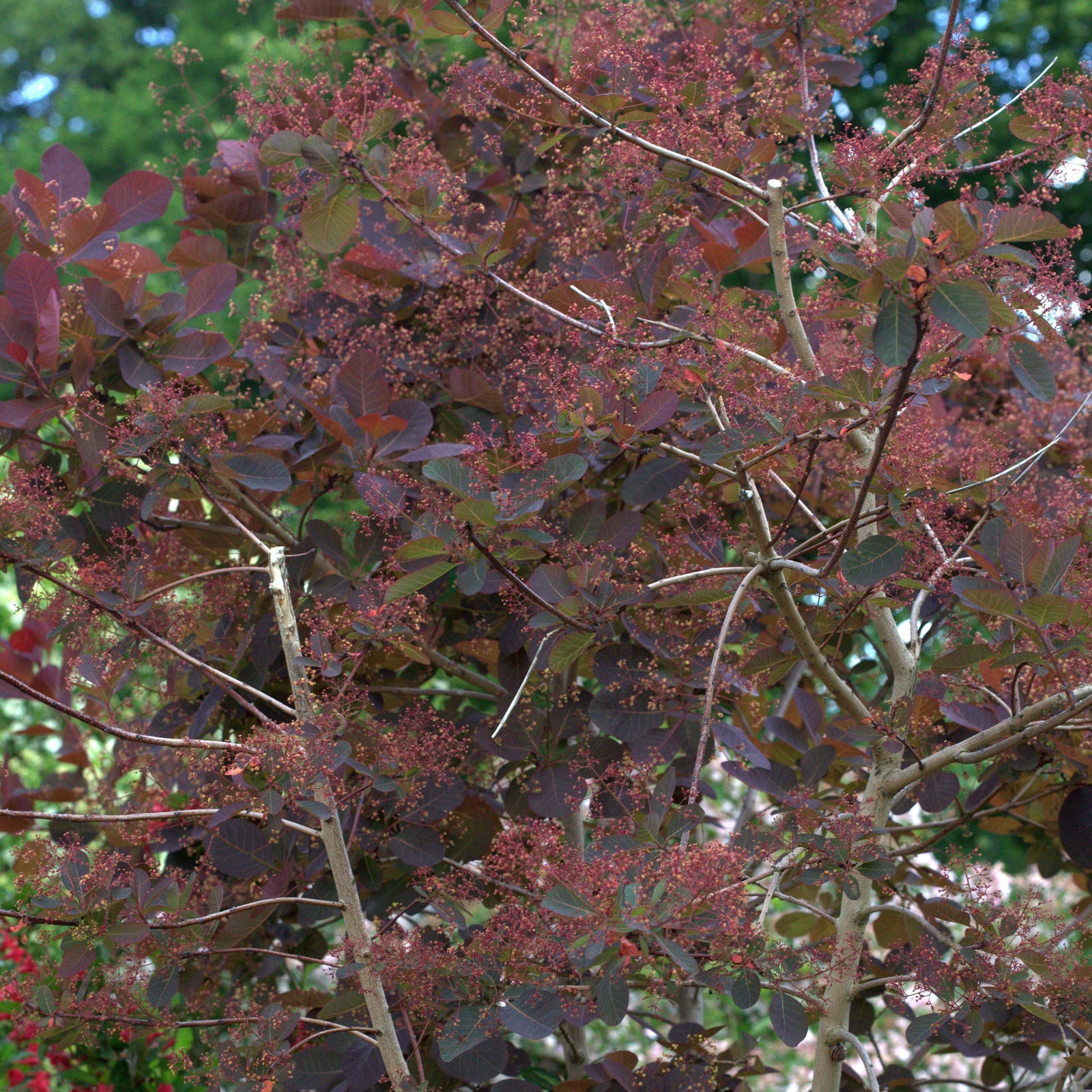Cotinus coggygria 'Grace' ~ Grace Smoketree - Delivered By ServeScape