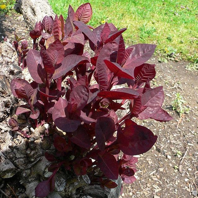 Cotinus coggygria 'Dusky Maiden' ~ Dusky Maiden Smoke Tree-ServeScape