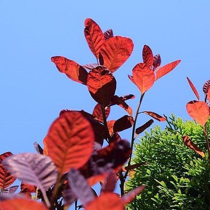 Cotinus coggygria 'Dusky Maiden' ~ Dusky Maiden Smoke Tree-ServeScape